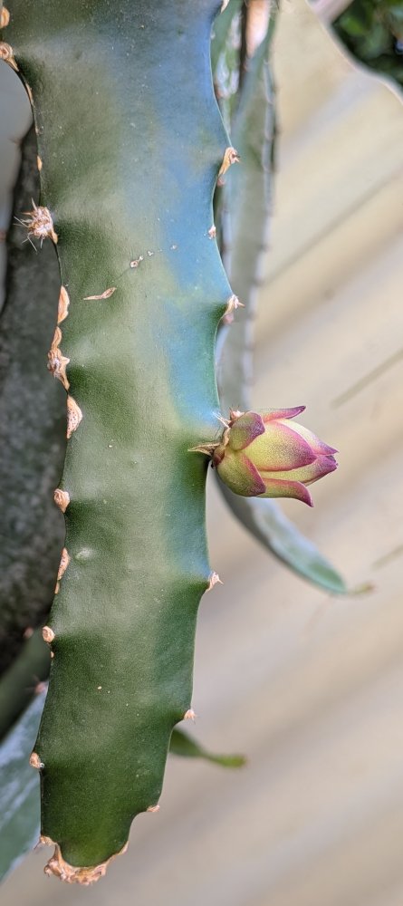 Small buds